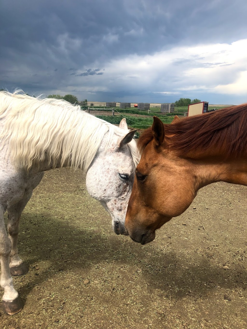 Sweetgrass Stables | 262234 Range Rd 290, Alberta T4A 0P7, Canada | Phone: (403) 226-0541