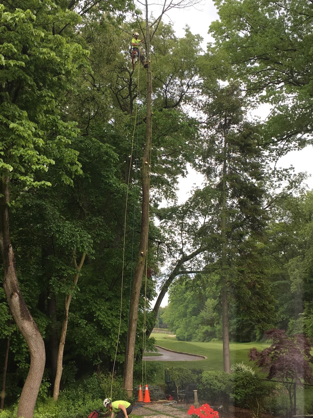 Diamond Tree Care & Consulting Inc. | 8614 Sixth Line, Georgetown, ON L7G 4S6, Canada | Phone: (905) 878-6444