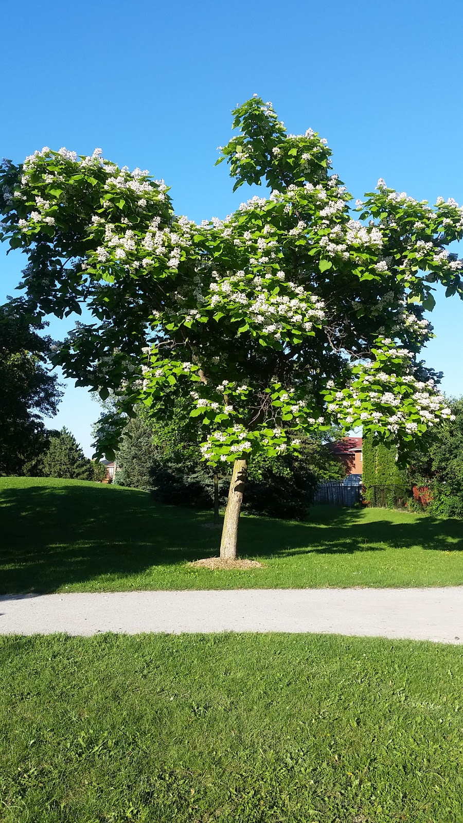 Elson Park | 174 Elson St, Markham, ON L3S 3C9, Canada | Phone: (905) 415-7535