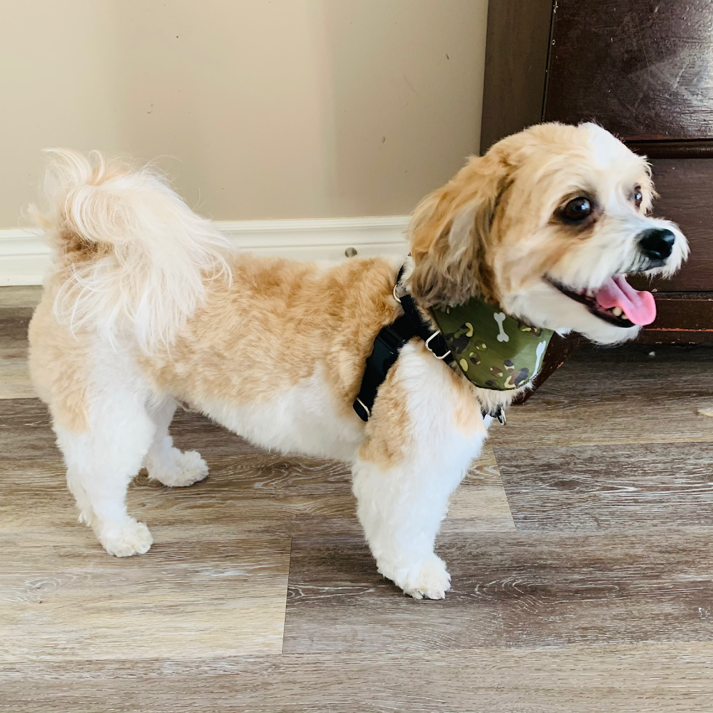 My Fabulous Dog: Dog Groomer | 902 Adirondack Rd, London, ON N6K 4W7, Canada | Phone: (519) 619-8000