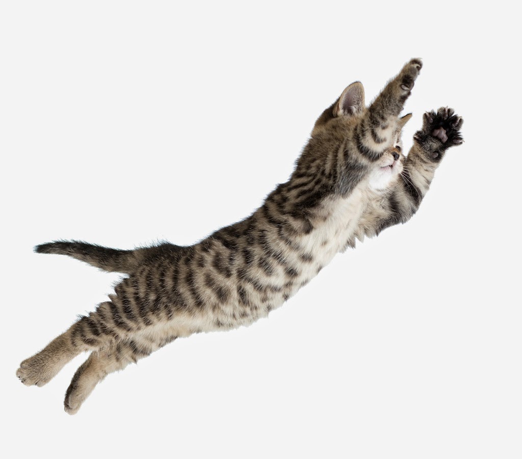 St Lazare Veterinary Hospital | 2050 Chemin Ste Angélique, Saint-Lazare, QC J7T 2Y7, Canada | Phone: (450) 455-8179