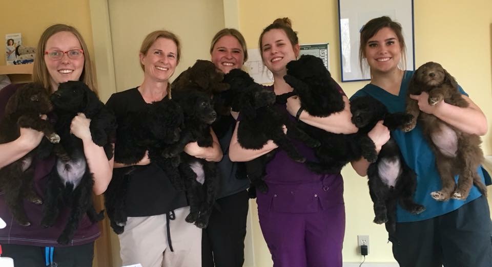 Hastings Lake Animal Hospital | #1 20332, Township Rd 512, Sherwood Park, AB T8G 1E8, Canada | Phone: (780) 662-2227