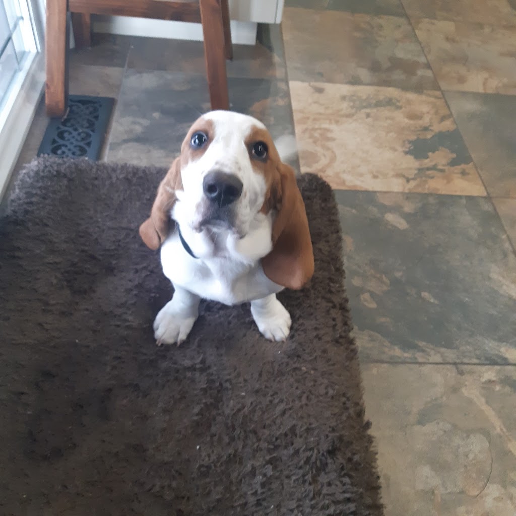 Binbrook Camp Kennel | 458 Hall Rd, Binbrook, ON L0R 1C0, Canada | Phone: (905) 692-3847