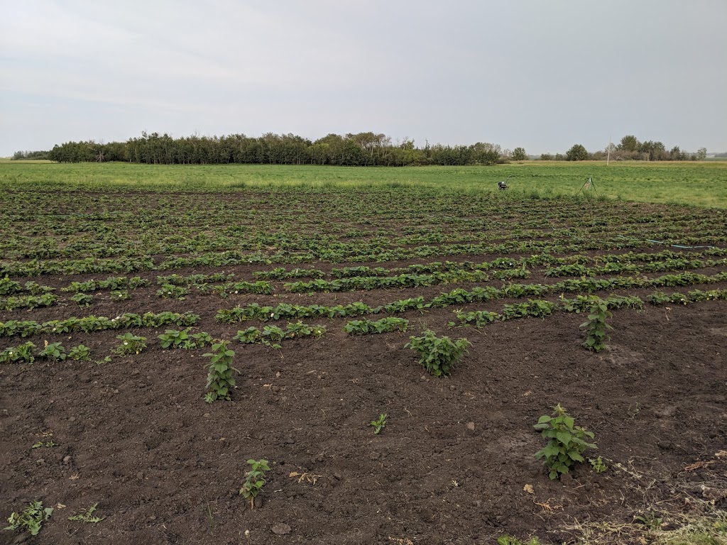 Lazuli Farms | 20256 Township Rd 484, Camrose, AB T4V 2N1, Canada | Phone: (780) 878-4049