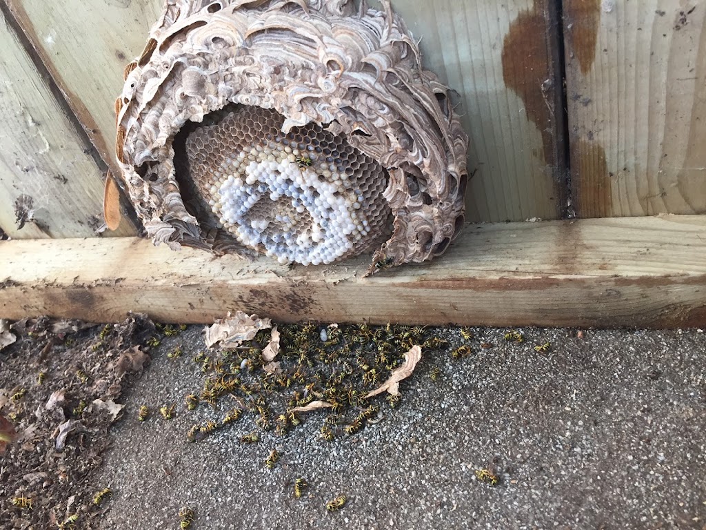 Extermination Complete Bugs Longueuil | 206 Rue Maple, Greenfield Park, QC J4V 2S1, Canada | Phone: (450) 651-1777