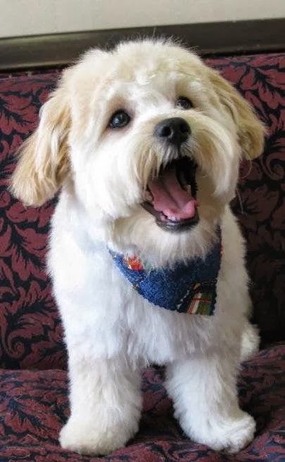 Touch of a Paw Spa | 1204 Wecker Dr, Oshawa, ON L1J 3P1, Canada | Phone: (905) 240-7297
