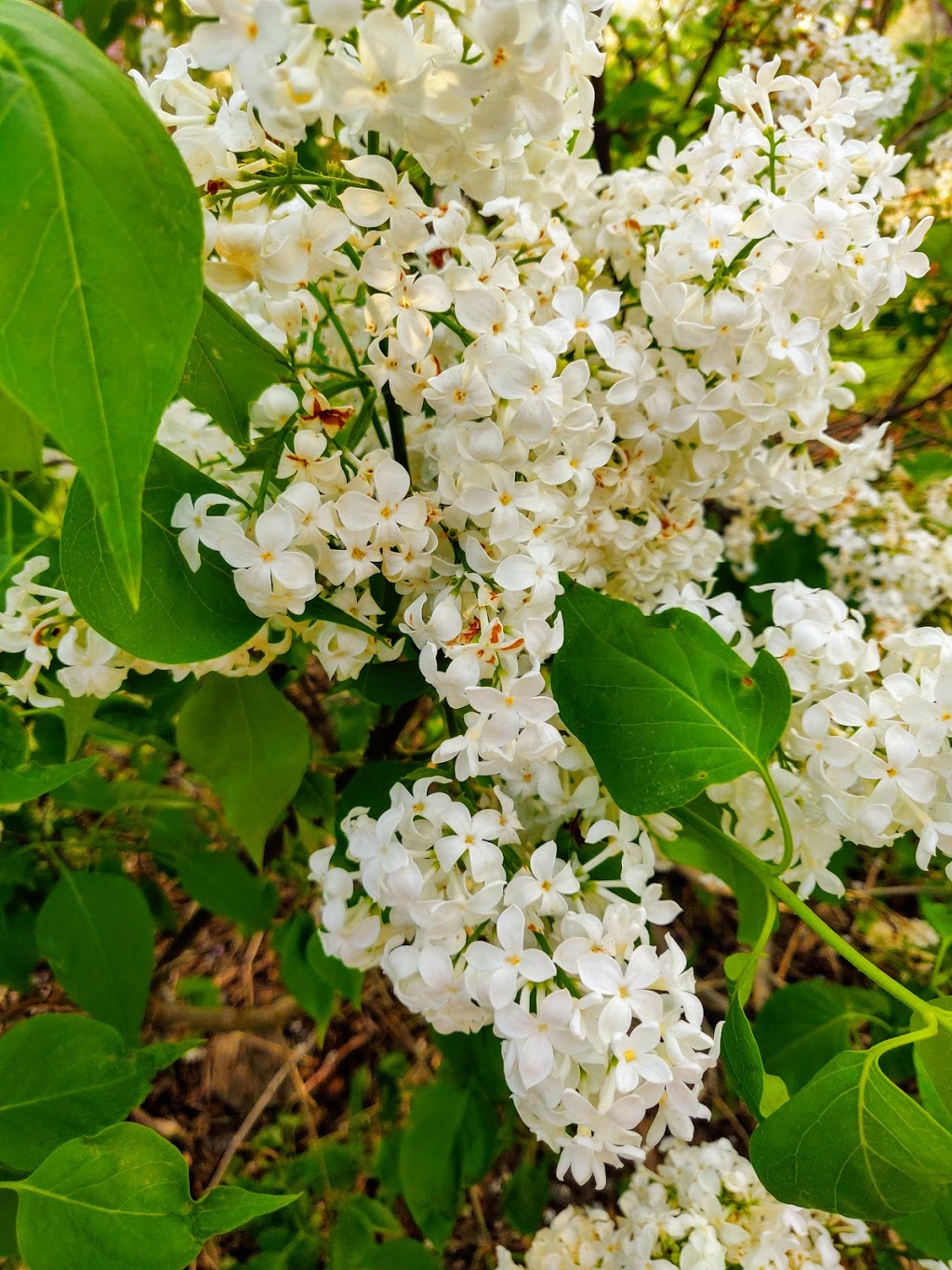 Centennial Lilac Garden | 14004 Niagara Pkwy, Niagara Falls, ON L2E, Canada
