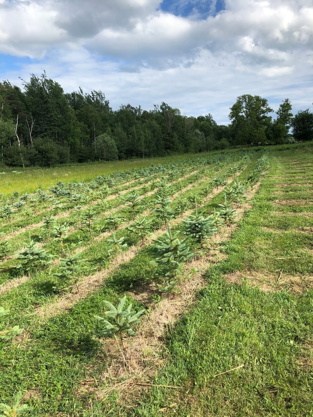 Davidson Tree Farms Ltd. | 4653 Concession Rd 4, Newtonville, ON L0A 1J0, Canada | Phone: (416) 833-5750