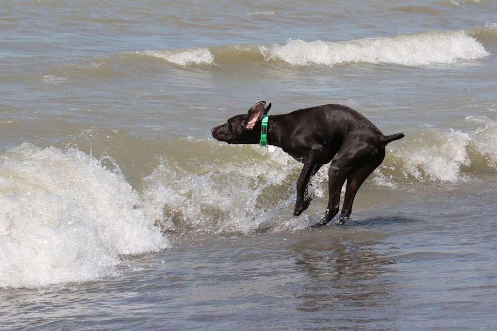 In the Lead Dog Walking | 7 Hassard Ave, East York, ON M4K 3N3, Canada | Phone: (416) 543-0017