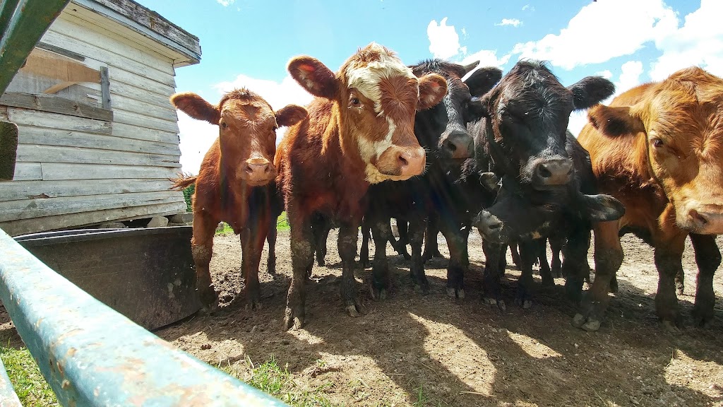 Whispering Pines Farm and Garden | 228 Forest Lake Rd, Sundridge, ON P0A 1Z0, Canada | Phone: (705) 321-2824