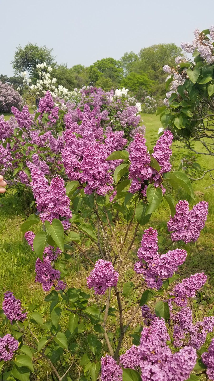 Centennial Lilac Garden | 14004 Niagara Pkwy, Niagara Falls, ON L2E, Canada