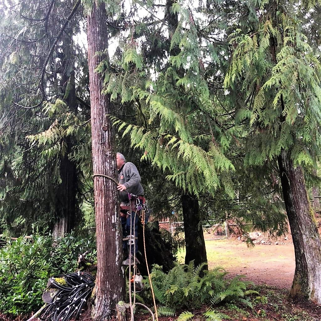 Competition Tree Service | Shawnigan Lake, BC V0R 2W0, Canada | Phone: (250) 744-6498