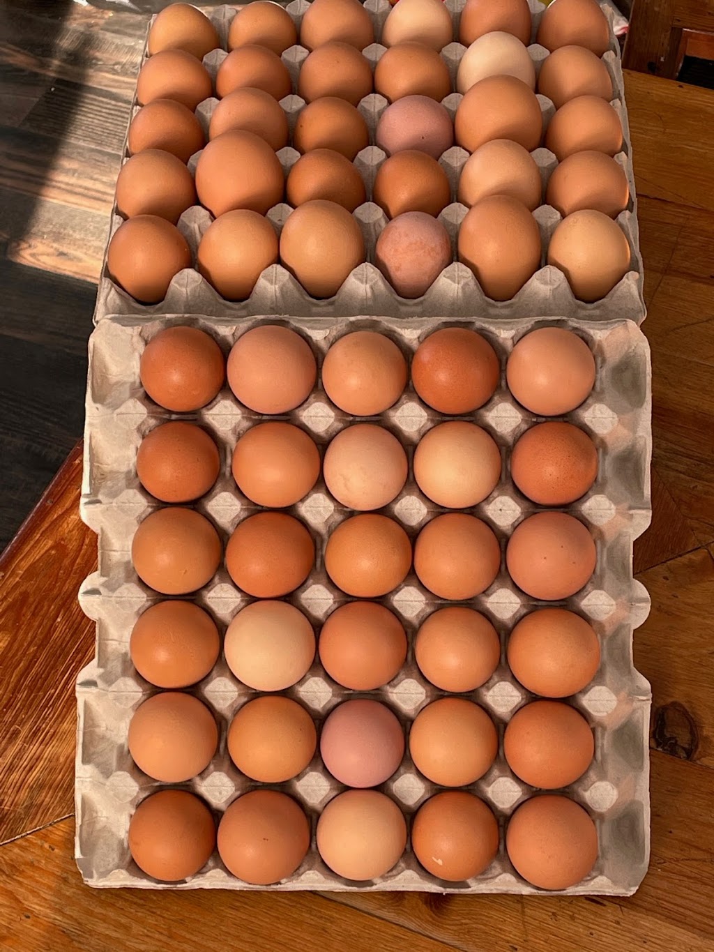 Foothills Fresh Farm Eggs | 226063 96 St W, De Winton, AB T0L 0V1, Canada | Phone: (403) 619-5882