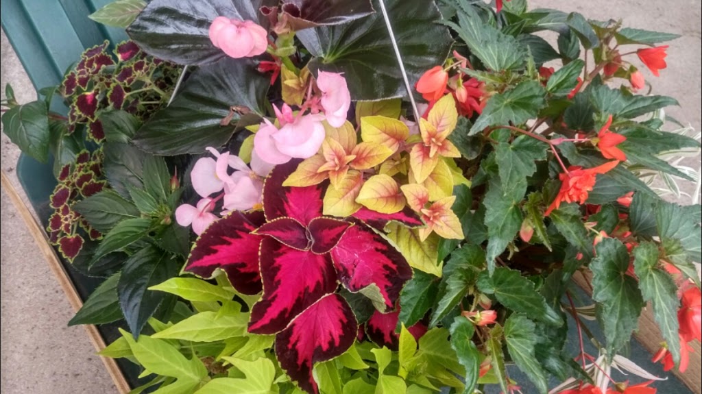 GGG Greenhouses And Garden Center | 434201 4 Line, Amaranth, ON L9W 0P3, Canada | Phone: (519) 942-4005