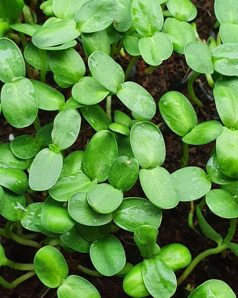 Bluenose Urban Farm | 7 Stokil Dr, Lower Sackville, NS B4C 2V1, Canada | Phone: (902) 456-4677