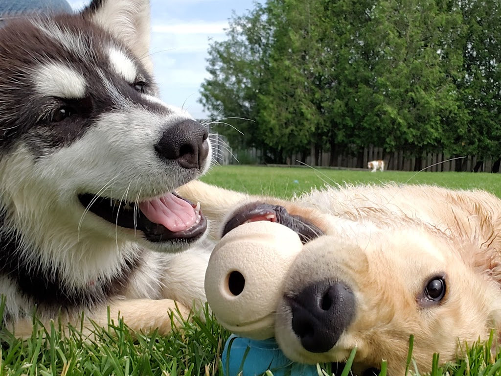 Rovers Ranch Dog Daycare and Boarding | 212 Norfolk St, Stratford, ON N5A 3Z2, Canada | Phone: (519) 271-5121
