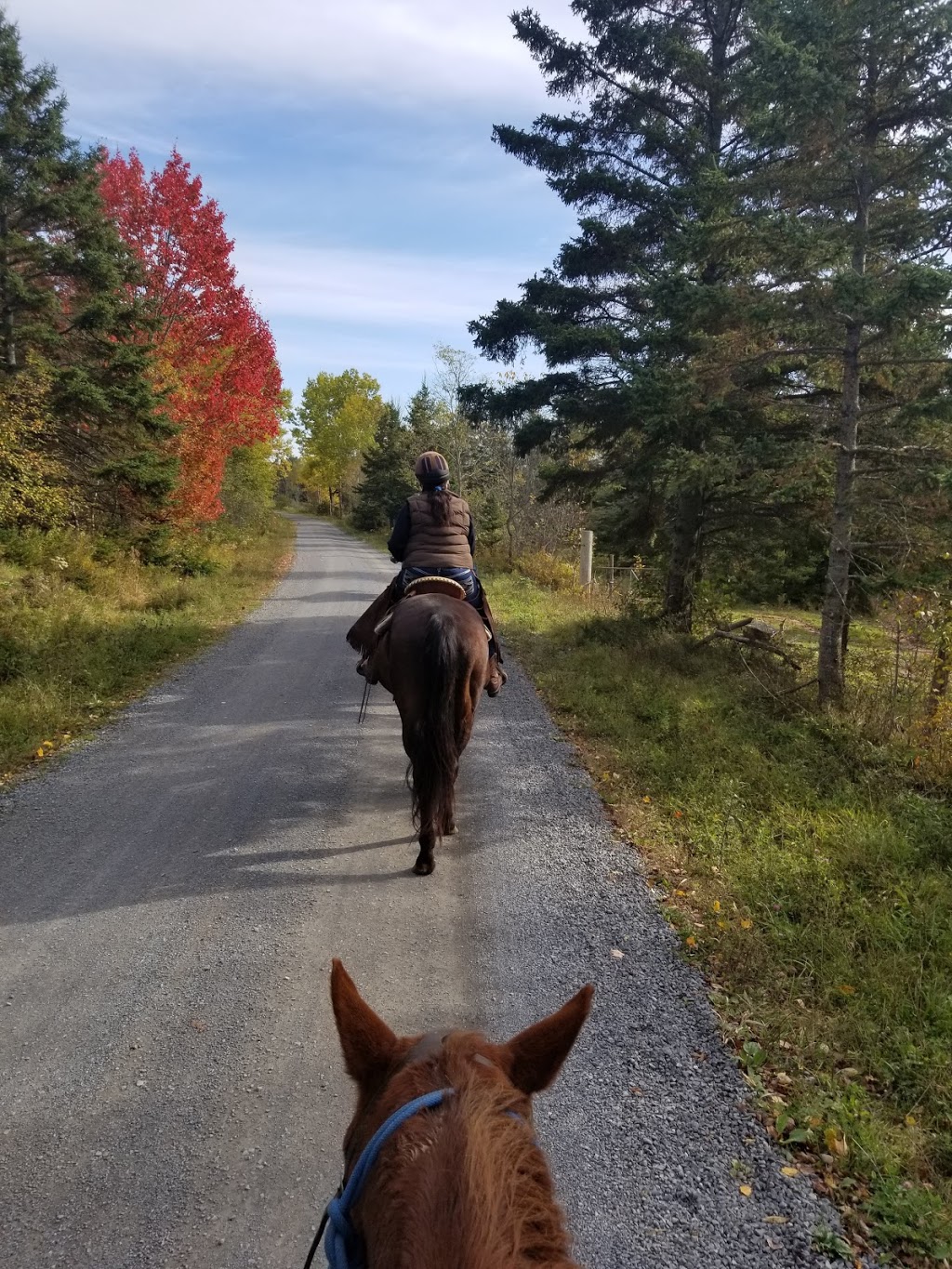 Evangeline Trail Rides | 2147 N River Rd, Scotch Village, NS B0N 2G0, Canada | Phone: (902) 632-2637