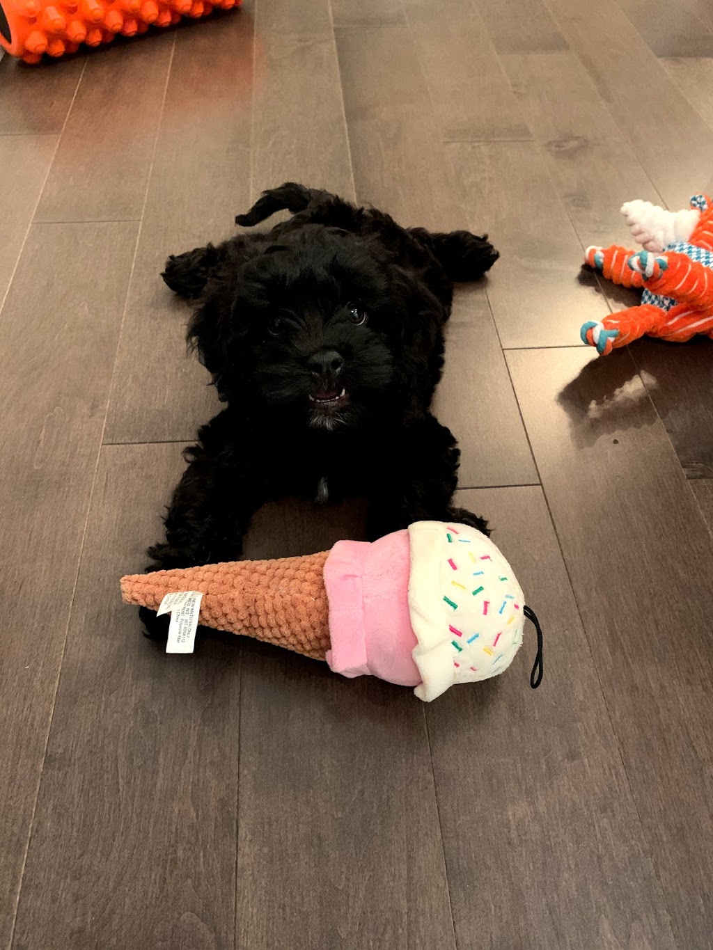 O Ranch Puppies | 6699 Chemin de la Rivière, Ascot Corner, QC J0B 1A0, Canada | Phone: (819) 563-2121