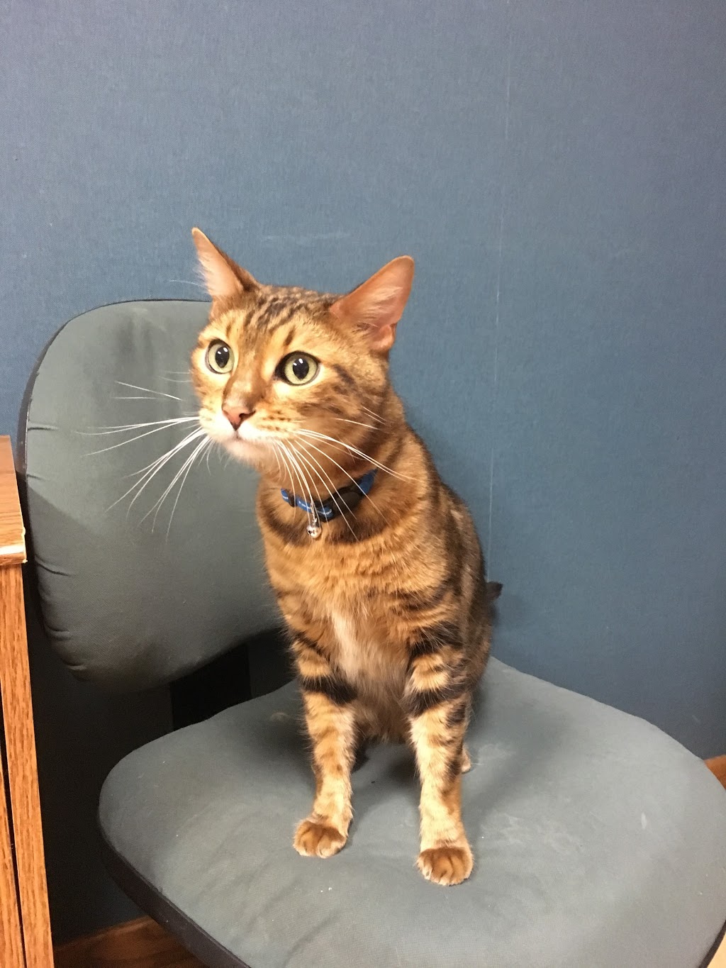 Westbrook Veterinary Clinic | 21 Fairway Dr NW, Edmonton, AB T6J 2S6, Canada | Phone: (780) 436-5073