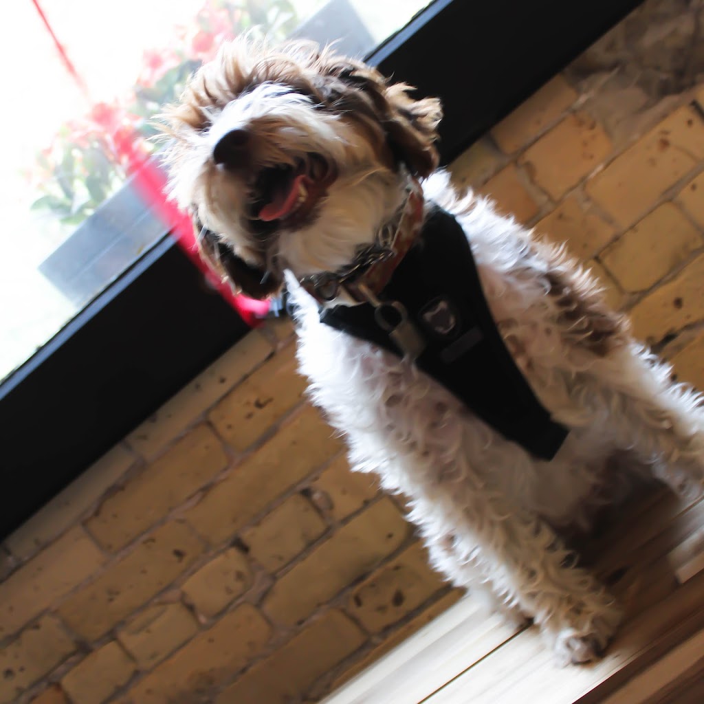 K9 Storm Inc. | 620 Nairn Ave, Winnipeg, MB R2L 0X3, Canada | Phone: (204) 669-8199