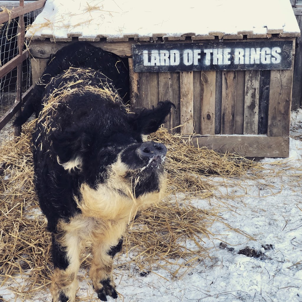 Mangalica Québec LA BÊTE NOIRE | 273 rang 1 est, Sainte-Christine, QC J0H 1H0, Canada | Phone: (819) 818-9391