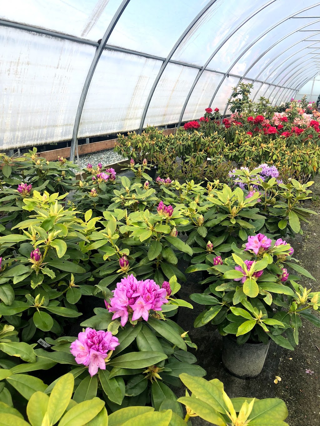 Lochside Nursery | 2716 Dooley Rd, Victoria, BC V8Y 1R7, Canada | Phone: (250) 544-3100