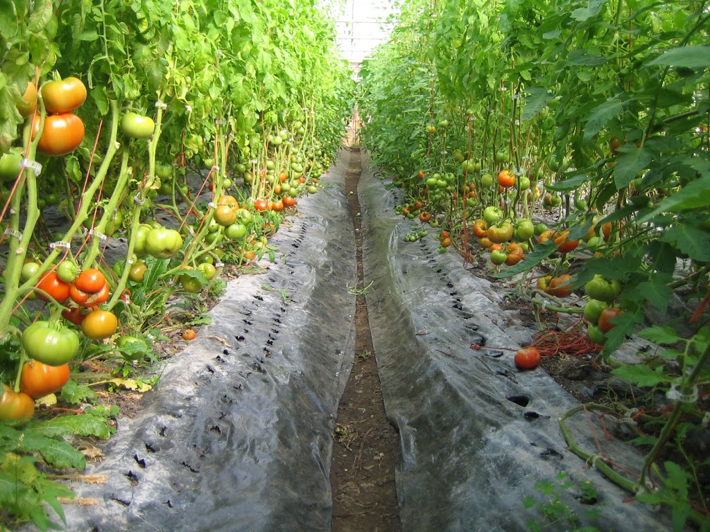 FERME DES LIBELLULES | 100 Chemin Forsight, Saint-Didace, QC J0K 2G0, Canada | Phone: (450) 803-8500