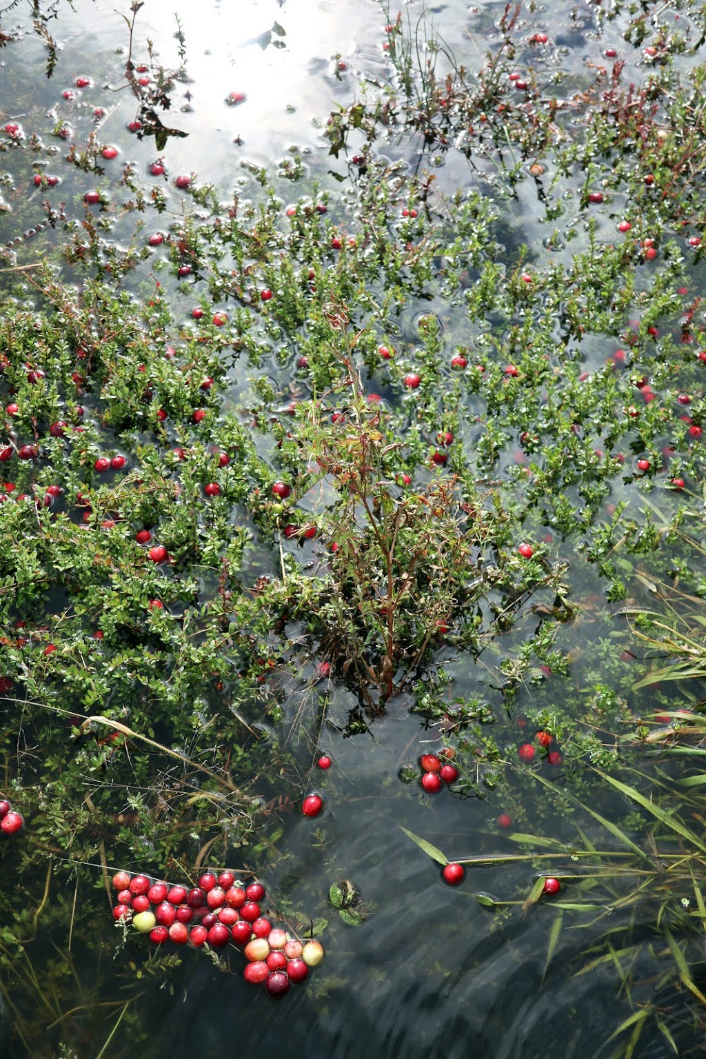 THE BOG Riverside Cranberry Farm | 26885 88 Ave, Langley City, BC V1M 3L8, Canada | Phone: (604) 614-7625