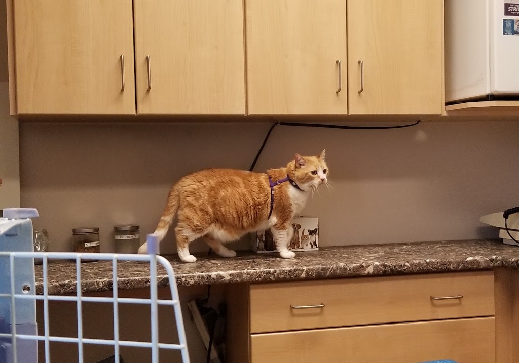 Morden Veterinary Clinic | 333 Mountain St S, Morden, MB R6M 1J5, Canada | Phone: (204) 822-4333