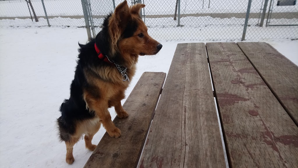 Carol Disher Leash Free Dog Park | 69 Catherine St, St. Catharines, ON L2R 7R5, Canada | Phone: (905) 688-5600