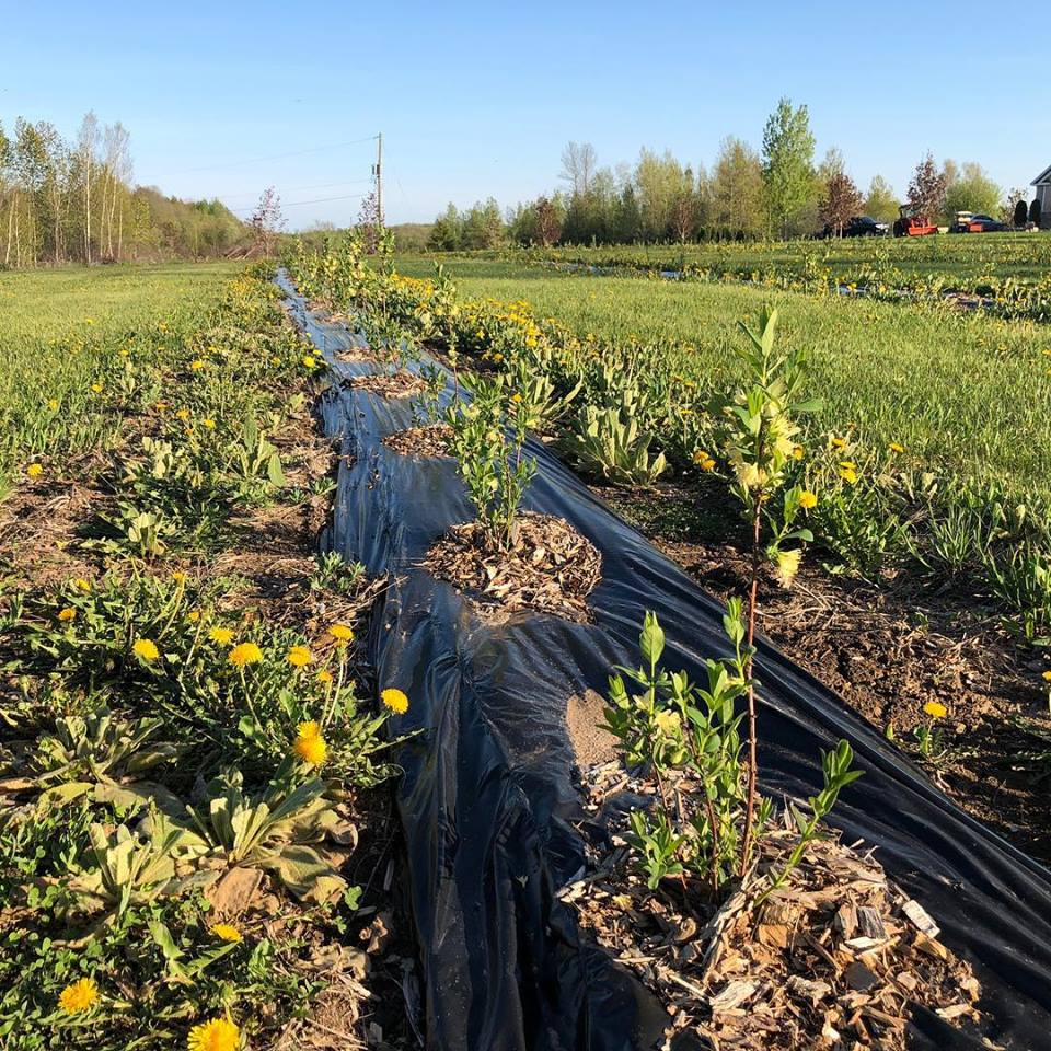 BerryGood Farms | 2295 County Rd 43, Kemptville, ON K0G 1J0, Canada