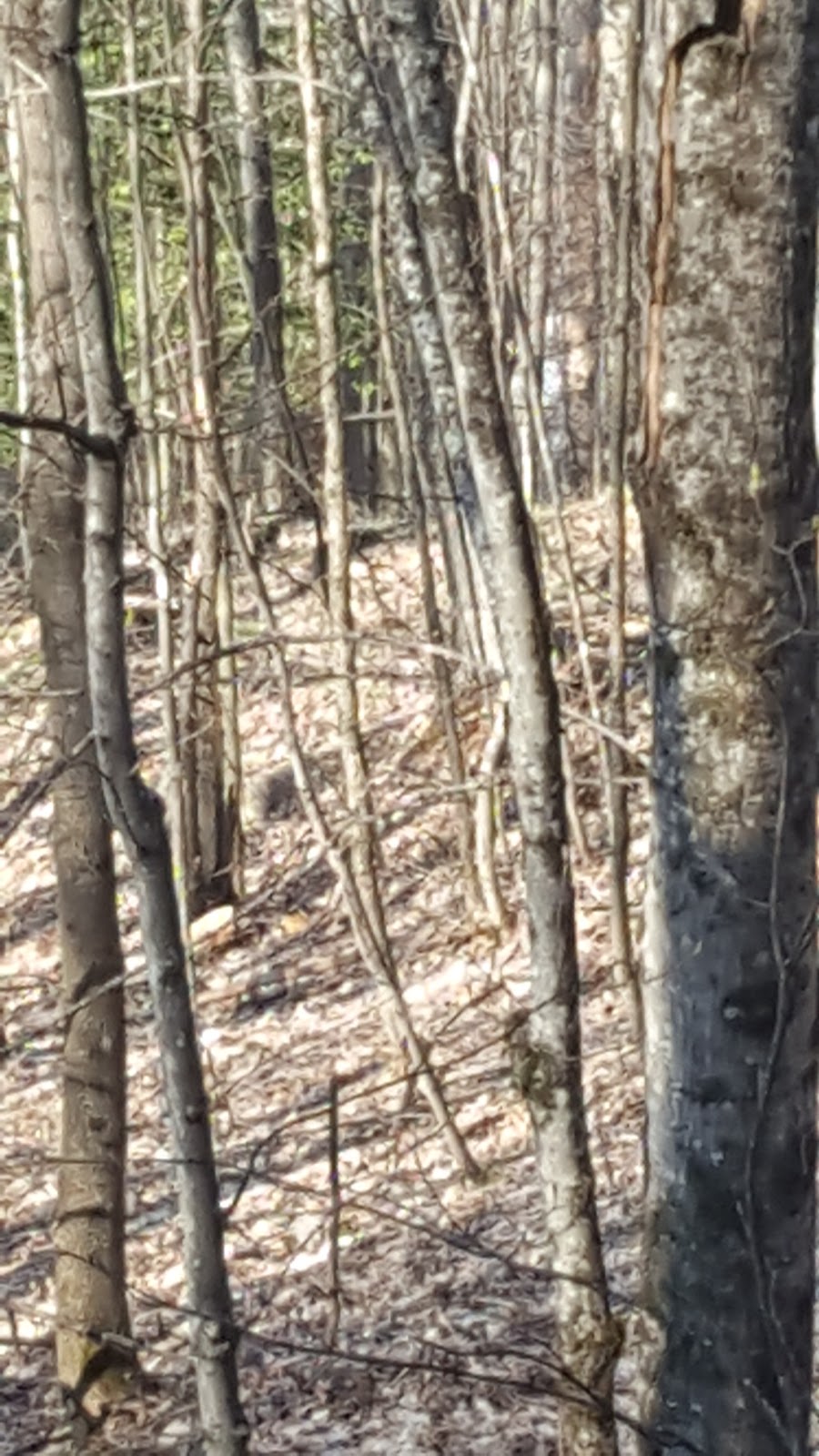 Back Country Tours | 1473 ON-118, Haliburton, ON K0M 1S0, Canada | Phone: (888) 955-9076