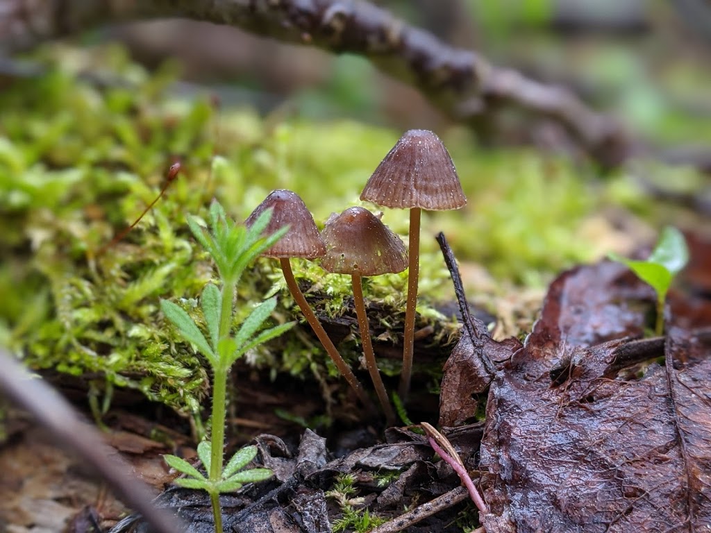 Grand River Mycology | 70 Arrowhead Crescent, Kitchener, ON N2P 1B9, Canada | Phone: (226) 505-0185