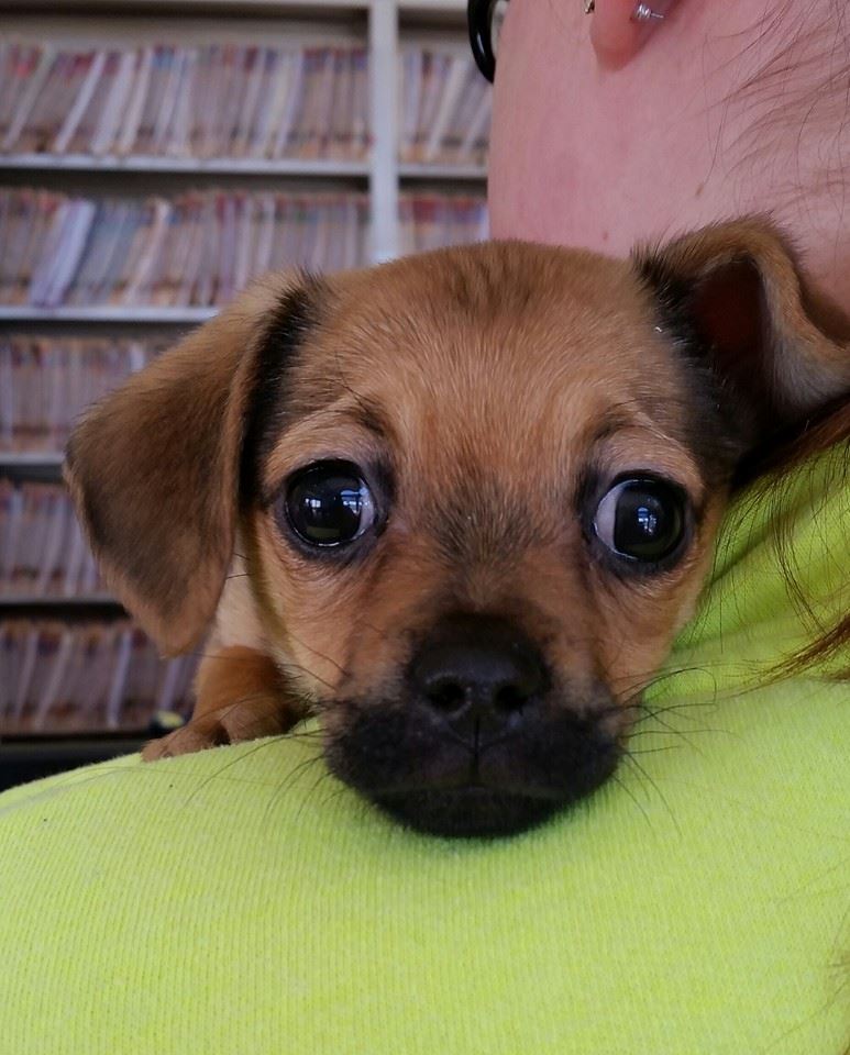 Grand Island Animal Hospital | 2323 Whitehaven Rd, Grand Island, NY 14072, USA | Phone: (716) 773-7646