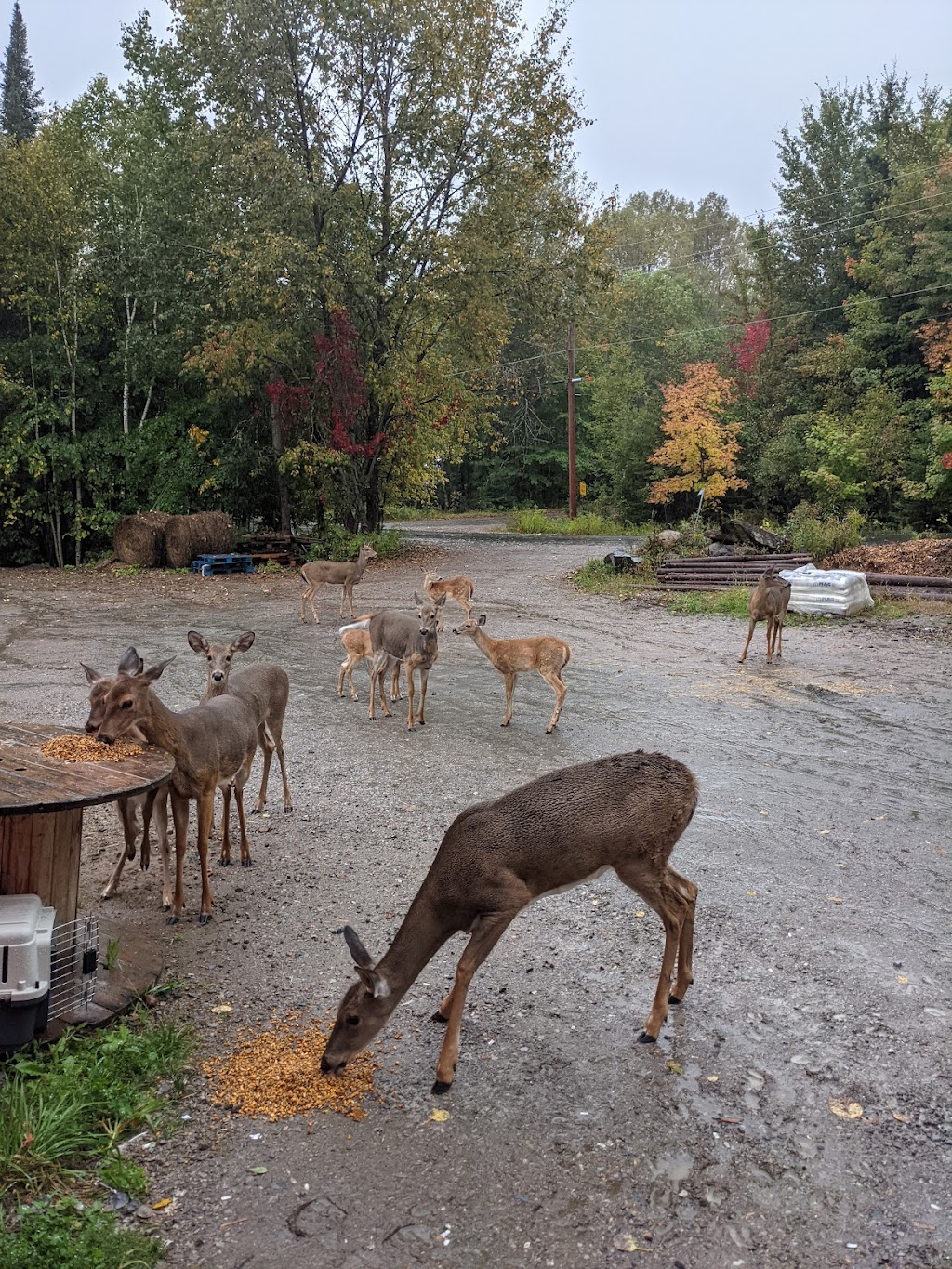 Haliburton Feed & Seed | 138 Mallard Rd, Dysart et al, ON K0M 1S0, Canada | Phone: (705) 306-9563