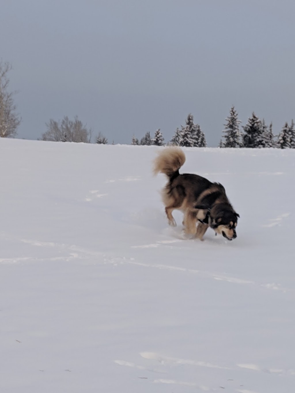 Dog Off Leash Park | Calgary, AB T2W 1W3, Canada