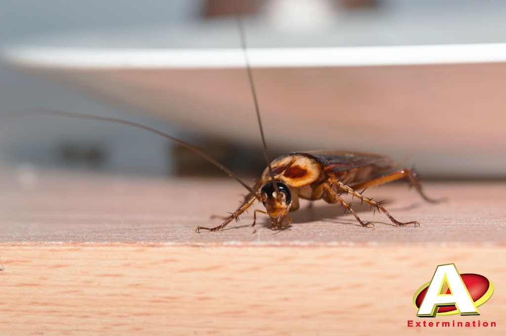 A Extermination Sainte-Julie | 2111 Rue Léonard-de-Vinci Suite C, Sainte-Julie, QC J3E 1Z2, Canada | Phone: (450) 922-1234