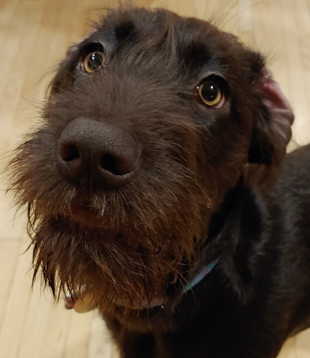 Canine Academy | 10463 Guelph Line, Campbellville, ON L0P 1B0, Canada | Phone: (905) 854-1292