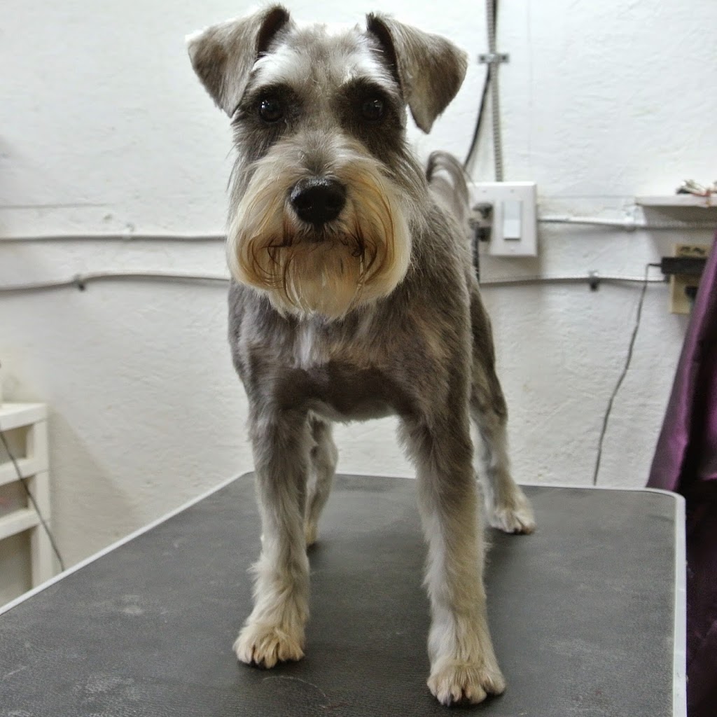 Pawparazzi Dog Grooming | 22378 132 Ave, Maple Ridge, BC V4R 2P6, Canada | Phone: (604) 477-1222
