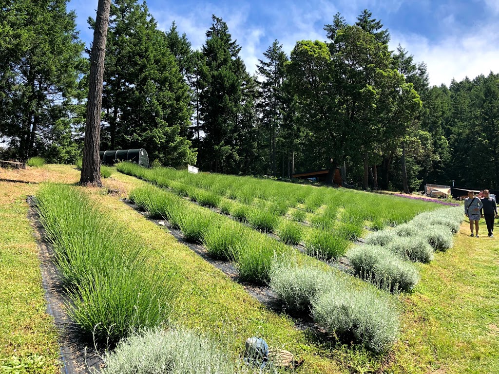 Lavender and Black Aromatic Fields | 256 Pringle Farm Rd, Salt Spring Island, BC V8K 2Y2, Canada | Phone: (778) 875-1877