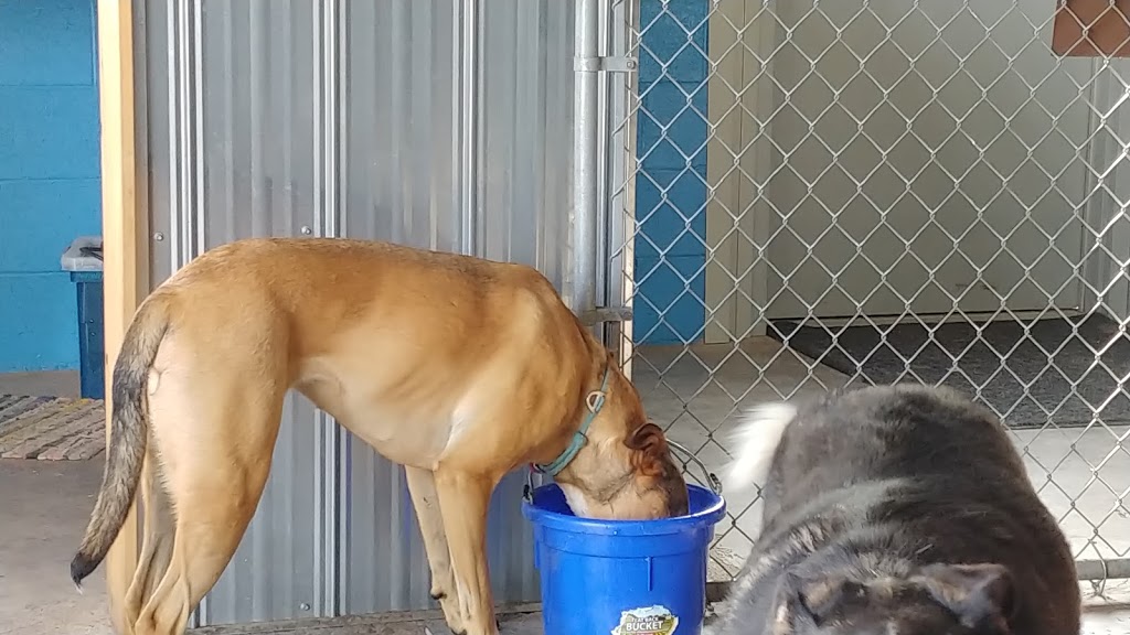 Cairdeas Kennel | 1245 Township Rd 352, Red Deer County, AB T4G 0H7, Canada | Phone: (403) 550-7512