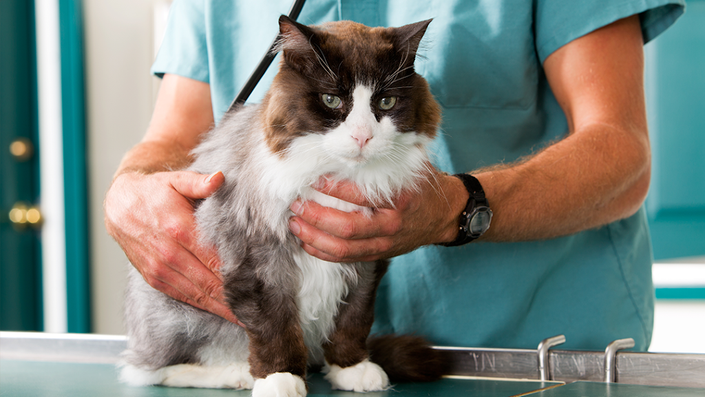 Suburban South Veterinary Hospital | 1230 French Rd, Depew, NY 14043, USA | Phone: (716) 668-0503