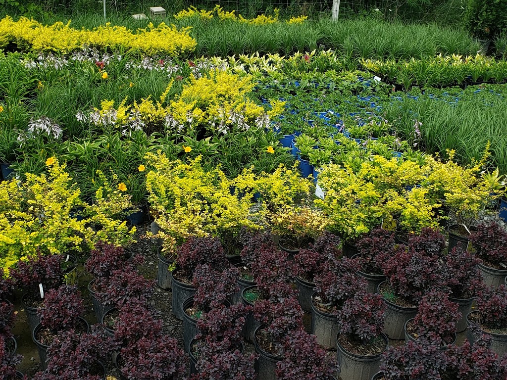 Greenlife Wholesale Nursery | 1770 Manotick Station Rd, Greely, ON K4P 1K4, Canada | Phone: (613) 692-3047