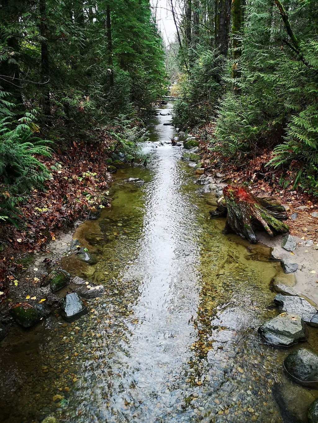 Hyde Creek Watershed Society | 3636 Coast Meridian Rd, Port Coquitlam, BC V3B 0E4, Canada | Phone: (604) 461-3474