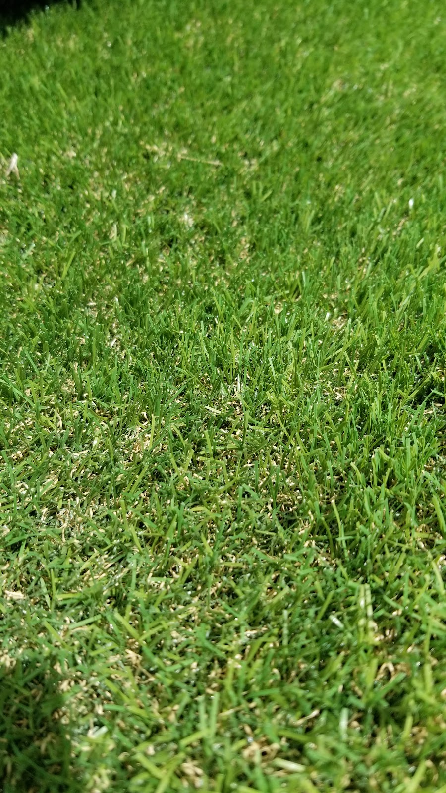 Tufturf.ca | 4060 Blenkinsop Rd, Victoria, BC V8X 2C2, Canada | Phone: (250) 721-5300