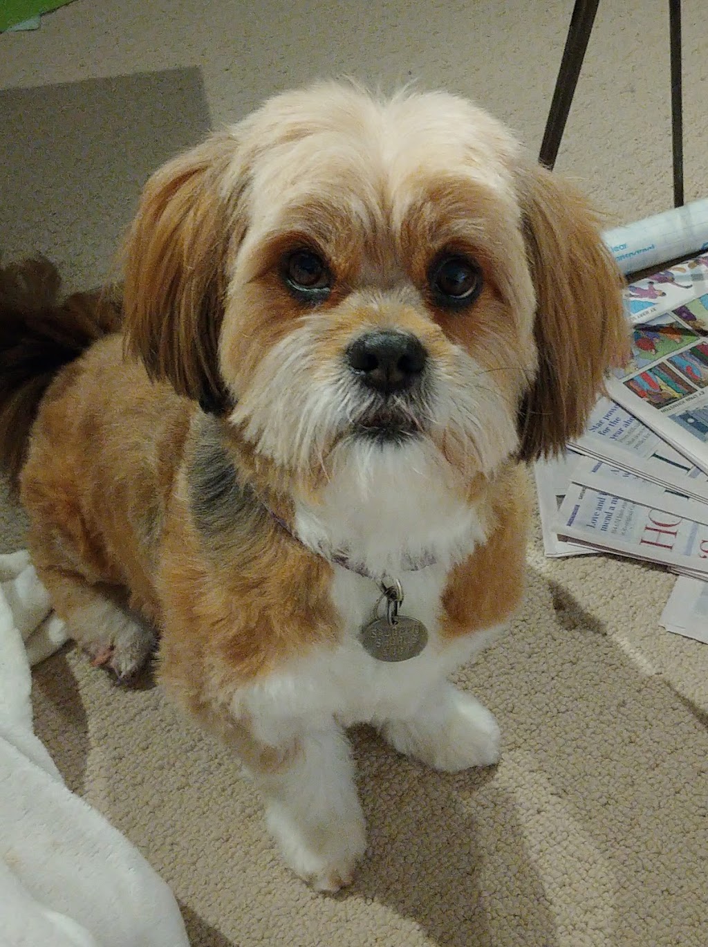 Cutting Edge K9 Pet Grooming | 1119 Goderich St #7, Port Elgin, ON N0H 2C3, Canada | Phone: (519) 386-4063