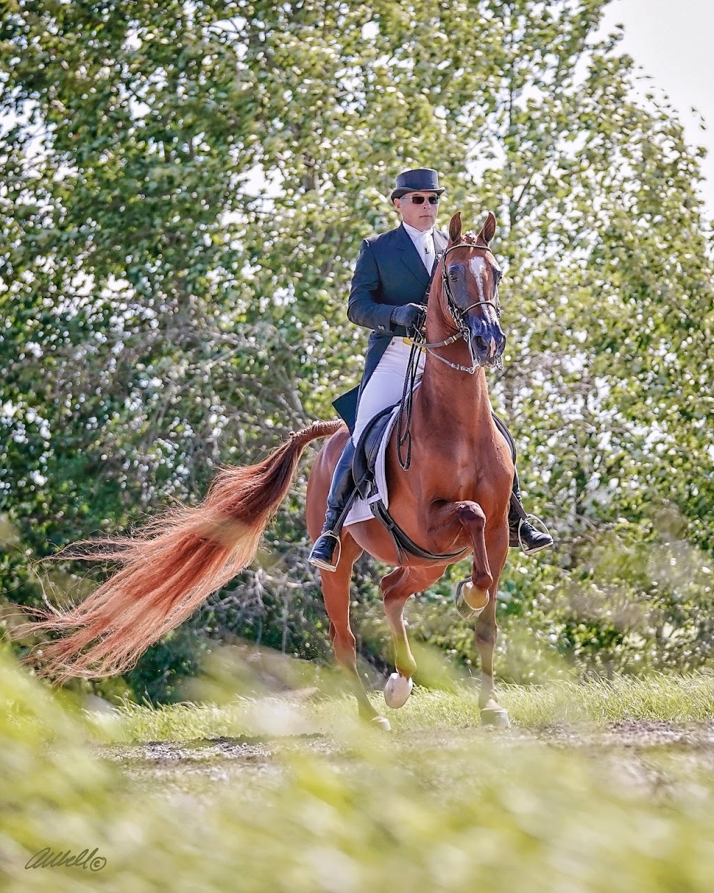 Ehret Equine | Range Rd 265, Falun, AB T0C 1H0, Canada | Phone: (780) 352-0332