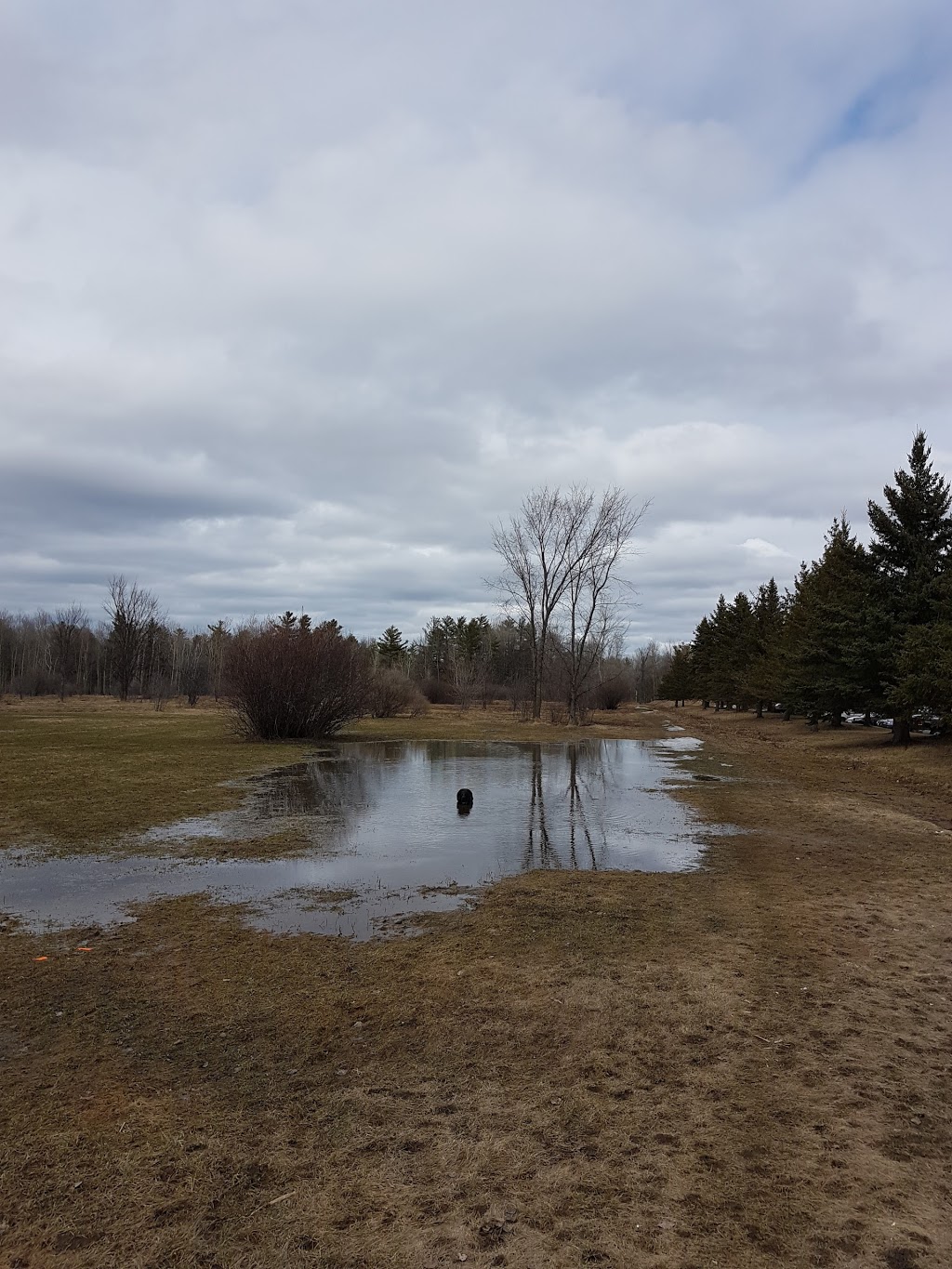 Technologie Dog Park | 200 Boulevard de la Technologie, Gatineau, QC J8Z 3H8, Canada