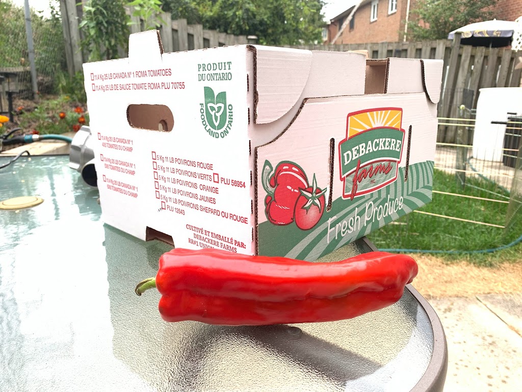 Debackere Farms Inc | 5013 Yarmouth Centre Rd, Union, ON N0L 2L0, Canada | Phone: (519) 782-3830