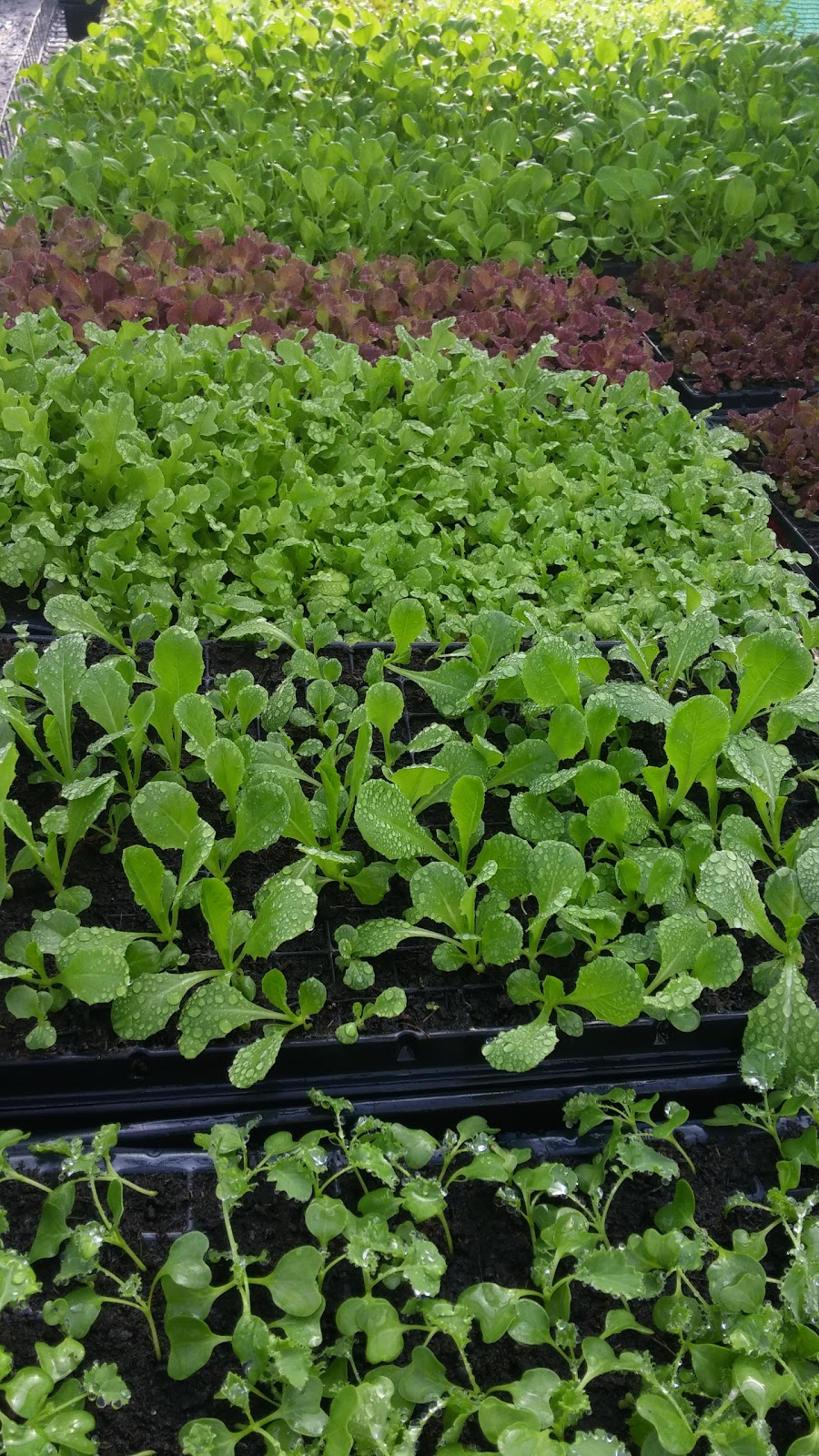 Urban Seedling | 7000 Boulevard LaSalle, Verdun, QC H4H 2T1, Canada | Phone: (514) 578-8900